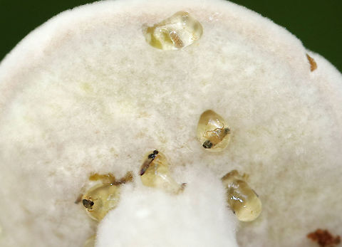 Bolete Eater - Hypomyces chrysospermus This mushroom is completely infected with Hypomyces chrysospermus. In its early stages of growth, the mold forms a smooth layer of white mycelium over the mushroom and has a powdery texture. 

The drops of liquid dripping from the pores are called guttation fluid. It consists of mainly water and is a by-product of rapid fungal growth. This liquid will evaporate if the infection is growing slowly, but when it grows quickly, the production of water exceeds the rate of evaporation. The guttation fluid also contains nutrients, which is probably why there are tiny insects in the fluid - they are seeking the liquid and/or the nutrients. 

Habitat: Spotted in a mixed forest with lots of oak and pine.
https://www.jungledragon.com/image/66823/bolete_eater_-_hypomyces_chrysospermus.html Bolete eater,Geotagged,Hypomyces chrysospermus,Summer,United States,fungus,mushroom