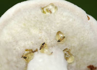 Bolete Eater - Hypomyces chrysospermus This mushroom is completely infected with Hypomyces chrysospermus. In its early stages of growth, the mold forms a smooth layer of white mycelium over the mushroom and has a powdery texture. <br />
<br />
The drops of liquid dripping from the pores are called guttation fluid. It consists of mainly water and is a by-product of rapid fungal growth. This liquid will evaporate if the infection is growing slowly, but when it grows quickly, the production of water exceeds the rate of evaporation. The guttation fluid also contains nutrients, which is probably why there are tiny insects in the fluid - they are seeking the liquid and/or the nutrients. <br />
<br />
Habitat: Spotted in a mixed forest with lots of oak and pine.<br />
https://www.jungledragon.com/image/66823/bolete_eater_-_hypomyces_chrysospermus.html Bolete eater,Geotagged,Hypomyces chrysospermus,Summer,United States,fungus,mushroom