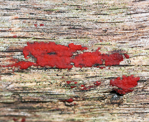 Hormomyces aurantiacus This bright red fungus is growing on decorticated wood on the side of a rural road in a wooded area. It has been there for many months and has only grown slightly. Fall,Geotagged,Hormomyces,Hormomyces aurantiacus,United States