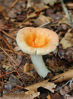 Mushroom - Russula sp. Depressed orange cap with a striate margin. Gills and stipe were white. 

Habitat: Growing on the ground in a mixed forest (oak and pine). Geotagged,Summer,United States,fungus,mushroom,russula