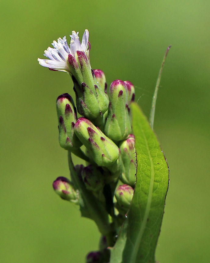 Tall Blue Lettuce -  Lactuca biennis Habitat: Growing along the edge of a pond. Geotagged,Lactuca biennis,Summer,Tall blue lettuce,United States