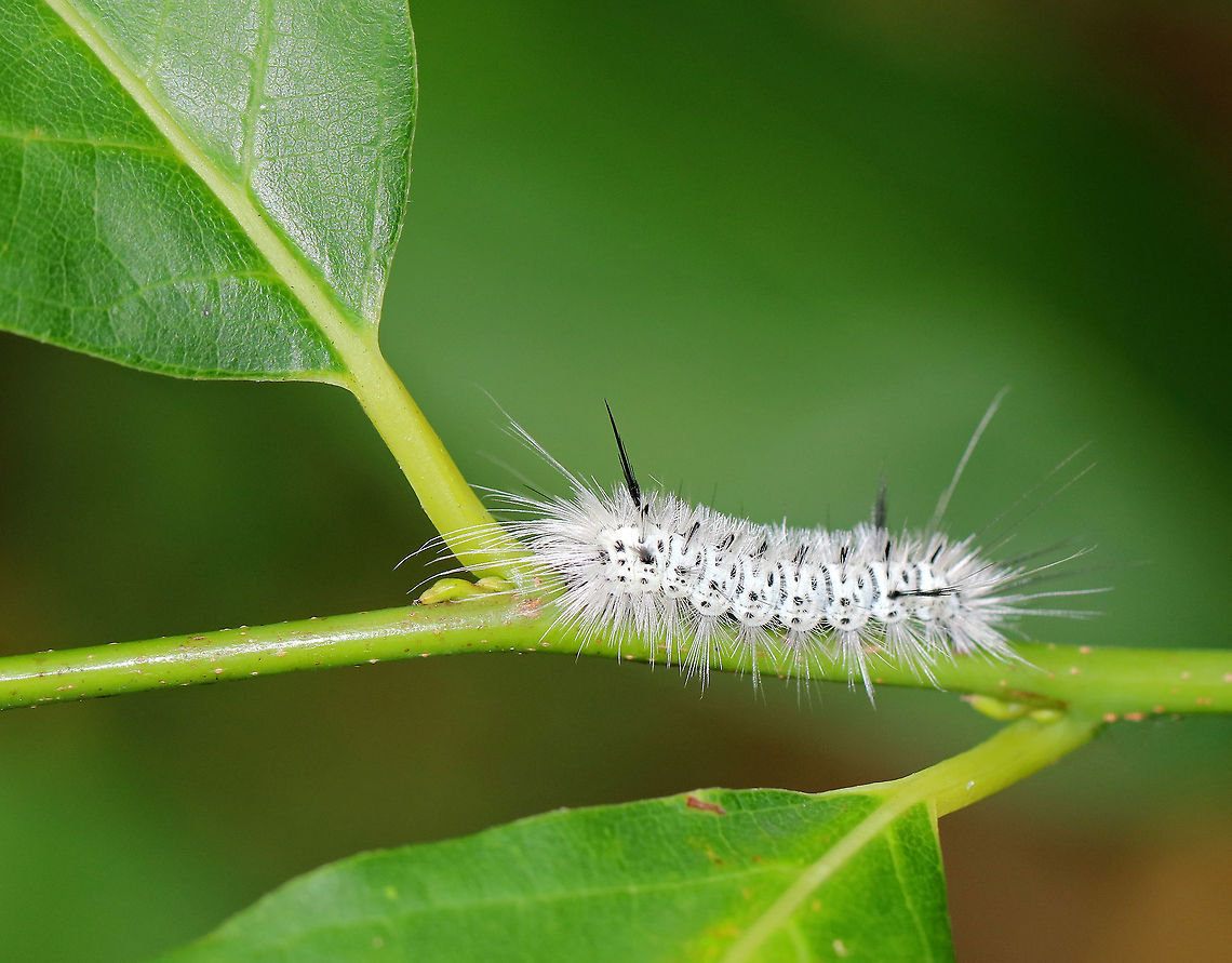 Hickory Tussock Moth Caterpillar - Lophocampa caryae Caterpillar that is completely covered in black and white setae. They have black tufts along the middle of their dorsal surface, and four long black hairs (two at the front and two at the back). The longer bristles on the Hickory Tussock Caterpillar are barbed, urticating hairs that contain irritating secretions. Urticating = HURTicating.<br />
<br />
Habitat: Mixed forest Geotagged,Hickory tussock moth,Lophocampa,Lophocampa caryae,Summer,United States,caterpillar