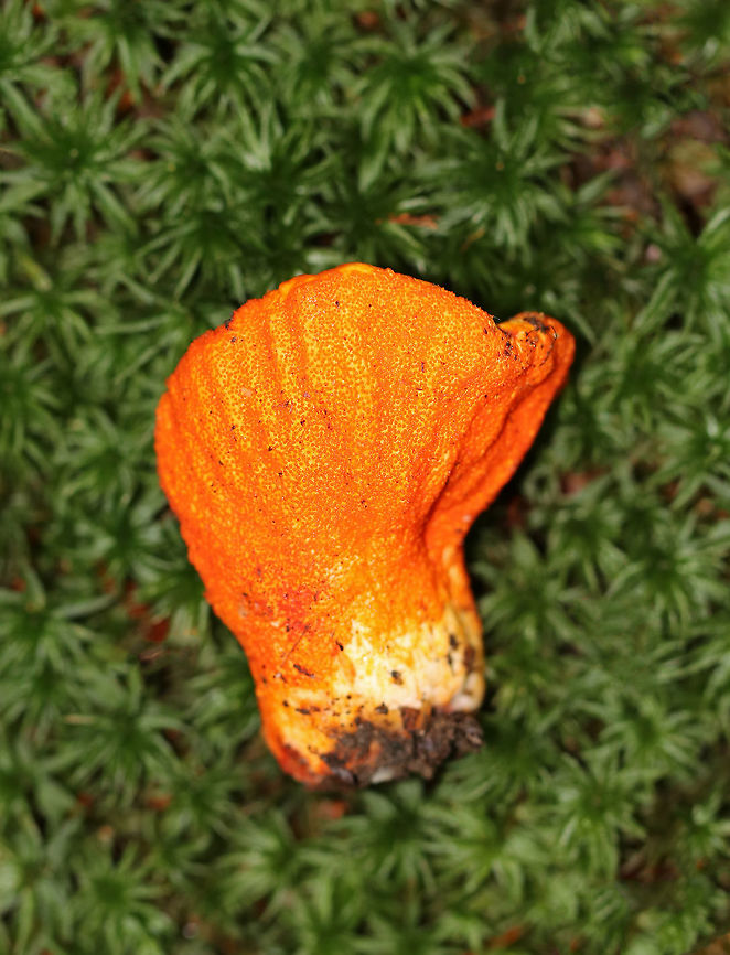 Lobster Mushroom - Hypomyces lactifluorum Fruiting body was hard, orange, ridged, and oddly shaped. It was covered with tiny, orange pimples.  The &quot;lobster mushroom&quot; is actually a fungus that has parasitized a Russula or Lactarius mushroom. <br />
<br />
Habitat: Growing on the ground, amid moss in a coniferous forest.<br />
<figure class="photo"><a href="https://www.jungledragon.com/image/66980/lobster_mushroom_-_hypomyces_lactifluorum.html" title="Lobster Mushroom - Hypomyces lactifluorum"><img src="https://s3.amazonaws.com/media.jungledragon.com/images/3232/66980_thumb.jpg?AWSAccessKeyId=05GMT0V3GWVNE7GGM1R2&Expires=1759968010&Signature=sPkwkgsCL44zQ2rlpR2%2FNOQTEmA%3D" width="124" height="152" alt="Lobster Mushroom - Hypomyces lactifluorum Fruiting body was hard, orange, ridged, and oddly shaped. It was covered with tiny, orange pimples. The &quot;lobster mushroom&quot; is actually a fungus that has parasitized a Russula or Lactarius mushroom. <br />
<br />
Habitat: Growing on the ground, amid moss in a coniferous forest.<br />
https://www.jungledragon.com/image/66979/lobster_mushroom_-_hypomyces_lactifluorum.html Fall,Geotagged,Hypomyces lactifluorum,Lobster Mushroom,Lobster mushroom,United States,fungus,mushroom" /></a></figure> Fall,Geotagged,Hypomyces,Hypomyces lactifluorum,Lobster mushroom,United States