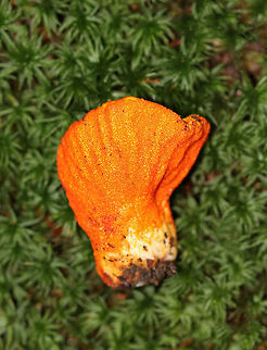 Lobster Mushroom - Hypomyces lactifluorum Fruiting body was hard, orange, ridged, and oddly shaped. It was covered with tiny, orange pimples.  The "lobster mushroom" is actually a fungus that has parasitized a Russula or Lactarius mushroom. 

Habitat: Growing on the ground, amid moss in a coniferous forest.
https://www.jungledragon.com/image/66980/lobster_mushroom_-_hypomyces_lactifluorum.html Fall,Geotagged,Hypomyces,Hypomyces lactifluorum,Lobster mushroom,United States