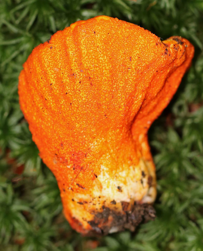 Lobster Mushroom - Hypomyces lactifluorum Fruiting body was hard, orange, ridged, and oddly shaped. It was covered with tiny, orange pimples. The &quot;lobster mushroom&quot; is actually a fungus that has parasitized a Russula or Lactarius mushroom. <br />
<br />
Habitat: Growing on the ground, amid moss in a coniferous forest.<br />
<figure class="photo"><a href="https://www.jungledragon.com/image/66979/lobster_mushroom_-_hypomyces_lactifluorum.html" title="Lobster Mushroom - Hypomyces lactifluorum"><img src="https://s3.amazonaws.com/media.jungledragon.com/images/3232/66979_thumb.jpg?AWSAccessKeyId=05GMT0V3GWVNE7GGM1R2&Expires=1759968010&Signature=BqT9hM1SZGw%2FXE8v%2BX%2FElJzhJT8%3D" width="118" height="152" alt="Lobster Mushroom - Hypomyces lactifluorum Fruiting body was hard, orange, ridged, and oddly shaped. It was covered with tiny, orange pimples.  The &quot;lobster mushroom&quot; is actually a fungus that has parasitized a Russula or Lactarius mushroom. <br />
<br />
Habitat: Growing on the ground, amid moss in a coniferous forest.<br />
https://www.jungledragon.com/image/66980/lobster_mushroom_-_hypomyces_lactifluorum.html Fall,Geotagged,Hypomyces,Hypomyces lactifluorum,Lobster mushroom,United States" /></a></figure> Fall,Geotagged,Hypomyces lactifluorum,Lobster Mushroom,Lobster mushroom,United States,fungus,mushroom
