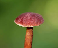 Gyroporus purpurinus These boletes were so tiny and cute! The caps were nearly flat, slightly velvety, and purplish red.The pores were pale yellow and white and did not bruise. The stipes were dry, brittle, and similar in color to the caps.<br />
<br />
Habitat: Growing on a sandy slope in a small patch in a mostly coniferous forest (ash, pine, hemlock, maple).<br />
https://www.jungledragon.com/image/66984/gyroporus_purpurinus.html<br />
https://www.jungledragon.com/image/66983/gyroporus_purpurinus.html<br />
https://www.jungledragon.com/image/66982/gyroporus_purpurinus.html Fall,Geotagged,Gyroporus purpurinus,United States