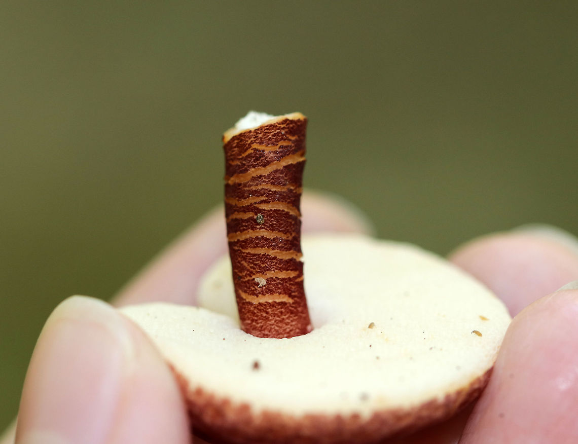 Gyroporus purpurinus These boletes were so tiny and cute! The caps were nearly flat, slightly velvety, and purplish red.The pores were pale yellow and white and did not bruise. The stipes were dry, brittle, and similar in color to the caps.<br />
<br />
Habitat: Growing on a sandy slope in a small patch in a mostly coniferous forest (ash, pine, hemlock, maple).<br />
<figure class="photo"><a href="https://www.jungledragon.com/image/66984/gyroporus_purpurinus.html" title="Gyroporus purpurinus"><img src="https://s3.amazonaws.com/media.jungledragon.com/images/3232/66984_thumb.jpg?AWSAccessKeyId=05GMT0V3GWVNE7GGM1R2&Expires=1767225610&Signature=IYJy5SA2a25hAkfrMHAyGeAyf3I%3D" width="200" height="162" alt="Gyroporus purpurinus These boletes were so tiny and cute! The caps were nearly flat, slightly velvety, and purplish red.The pores were pale yellow and white and did not bruise. The stipes were dry, brittle, and similar in color to the caps.<br />
<br />
Habitat: Growing on a sandy slope in a small patch in a mostly coniferous forest (ash, pine, hemlock, maple).<br />
https://www.jungledragon.com/image/66983/gyroporus_purpurinus.html<br />
https://www.jungledragon.com/image/66982/gyroporus_purpurinus.html<br />
https://www.jungledragon.com/image/66981/gyroporus_purpurinus.html Fall,Geotagged,Gyroporus purpurinus,United States,fungus,mushroom" /></a></figure><br />
<figure class="photo"><a href="https://www.jungledragon.com/image/66981/gyroporus_purpurinus.html" title="Gyroporus purpurinus"><img src="https://s3.amazonaws.com/media.jungledragon.com/images/3232/66981_thumb.jpg?AWSAccessKeyId=05GMT0V3GWVNE7GGM1R2&Expires=1767225610&Signature=PQRruvxTEaqL1mz%2FP%2BHVAoOig6c%3D" width="200" height="166" alt="Gyroporus purpurinus These boletes were so tiny and cute! The caps were nearly flat, slightly velvety, and purplish red.The pores were pale yellow and white and did not bruise. The stipes were dry, brittle, and similar in color to the caps.<br />
<br />
Habitat: Growing on a sandy slope in a small patch in a mostly coniferous forest (ash, pine, hemlock, maple).<br />
https://www.jungledragon.com/image/66984/gyroporus_purpurinus.html<br />
https://www.jungledragon.com/image/66983/gyroporus_purpurinus.html<br />
https://www.jungledragon.com/image/66982/gyroporus_purpurinus.html Fall,Geotagged,Gyroporus purpurinus,United States" /></a></figure><br />
<figure class="photo"><a href="https://www.jungledragon.com/image/66983/gyroporus_purpurinus.html" title="Gyroporus purpurinus"><img src="https://s3.amazonaws.com/media.jungledragon.com/images/3232/66983_thumb.jpg?AWSAccessKeyId=05GMT0V3GWVNE7GGM1R2&Expires=1767225610&Signature=Dunm8pKPIMPSqsD0wsOPz5gLS5M%3D" width="120" height="152" alt="Gyroporus purpurinus These boletes were so tiny and cute! The caps were nearly flat, slightly velvety, and purplish red.The pores were pale yellow and white and did not bruise. The stipes were dry, brittle, and similar in color to the caps.<br />
<br />
Habitat: Growing on a sandy slope in a small patch in a mostly coniferous forest (ash, pine, hemlock, maple).<br />
https://www.jungledragon.com/image/66984/gyroporus_purpurinus.html<br />
https://www.jungledragon.com/image/66982/gyroporus_purpurinus.html<br />
https://www.jungledragon.com/image/66981/gyroporus_purpurinus.html Fall,Geotagged,Gyroporus purpurinus,United States,fungus,mushroom" /></a></figure> Fall,Geotagged,Gyroporus purpurinus,United States,fungus,mushroom