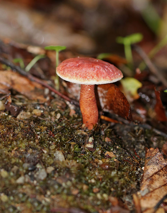 Gyroporus purpurinus These boletes were so tiny and cute! The caps were nearly flat, slightly velvety, and purplish red.The pores were pale yellow and white and did not bruise. The stipes were dry, brittle, and similar in color to the caps.<br />
<br />
Habitat: Growing on a sandy slope in a small patch in a mostly coniferous forest (ash, pine, hemlock, maple).<br />
<figure class="photo"><a href="https://www.jungledragon.com/image/66984/gyroporus_purpurinus.html" title="Gyroporus purpurinus"><img src="https://s3.amazonaws.com/media.jungledragon.com/images/3232/66984_thumb.jpg?AWSAccessKeyId=05GMT0V3GWVNE7GGM1R2&Expires=1767225610&Signature=IYJy5SA2a25hAkfrMHAyGeAyf3I%3D" width="200" height="162" alt="Gyroporus purpurinus These boletes were so tiny and cute! The caps were nearly flat, slightly velvety, and purplish red.The pores were pale yellow and white and did not bruise. The stipes were dry, brittle, and similar in color to the caps.<br />
<br />
Habitat: Growing on a sandy slope in a small patch in a mostly coniferous forest (ash, pine, hemlock, maple).<br />
https://www.jungledragon.com/image/66983/gyroporus_purpurinus.html<br />
https://www.jungledragon.com/image/66982/gyroporus_purpurinus.html<br />
https://www.jungledragon.com/image/66981/gyroporus_purpurinus.html Fall,Geotagged,Gyroporus purpurinus,United States,fungus,mushroom" /></a></figure><br />
<figure class="photo"><a href="https://www.jungledragon.com/image/66982/gyroporus_purpurinus.html" title="Gyroporus purpurinus"><img src="https://s3.amazonaws.com/media.jungledragon.com/images/3232/66982_thumb.jpg?AWSAccessKeyId=05GMT0V3GWVNE7GGM1R2&Expires=1767225610&Signature=jz1BTsai29h8yWVnuFv%2FDmlp4z4%3D" width="200" height="154" alt="Gyroporus purpurinus These boletes were so tiny and cute! The caps were nearly flat, slightly velvety, and purplish red.The pores were pale yellow and white and did not bruise. The stipes were dry, brittle, and similar in color to the caps.<br />
<br />
Habitat: Growing on a sandy slope in a small patch in a mostly coniferous forest (ash, pine, hemlock, maple).<br />
https://www.jungledragon.com/image/66984/gyroporus_purpurinus.html<br />
https://www.jungledragon.com/image/66981/gyroporus_purpurinus.html<br />
https://www.jungledragon.com/image/66983/gyroporus_purpurinus.html Fall,Geotagged,Gyroporus purpurinus,United States,fungus,mushroom" /></a></figure><br />
<figure class="photo"><a href="https://www.jungledragon.com/image/66981/gyroporus_purpurinus.html" title="Gyroporus purpurinus"><img src="https://s3.amazonaws.com/media.jungledragon.com/images/3232/66981_thumb.jpg?AWSAccessKeyId=05GMT0V3GWVNE7GGM1R2&Expires=1767225610&Signature=PQRruvxTEaqL1mz%2FP%2BHVAoOig6c%3D" width="200" height="166" alt="Gyroporus purpurinus These boletes were so tiny and cute! The caps were nearly flat, slightly velvety, and purplish red.The pores were pale yellow and white and did not bruise. The stipes were dry, brittle, and similar in color to the caps.<br />
<br />
Habitat: Growing on a sandy slope in a small patch in a mostly coniferous forest (ash, pine, hemlock, maple).<br />
https://www.jungledragon.com/image/66984/gyroporus_purpurinus.html<br />
https://www.jungledragon.com/image/66983/gyroporus_purpurinus.html<br />
https://www.jungledragon.com/image/66982/gyroporus_purpurinus.html Fall,Geotagged,Gyroporus purpurinus,United States" /></a></figure> Fall,Geotagged,Gyroporus purpurinus,United States,fungus,mushroom