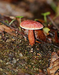 Gyroporus purpurinus These boletes were so tiny and cute! The caps were nearly flat, slightly velvety, and purplish red.The pores were pale yellow and white and did not bruise. The stipes were dry, brittle, and similar in color to the caps.<br />
<br />
Habitat: Growing on a sandy slope in a small patch in a mostly coniferous forest (ash, pine, hemlock, maple).<br />
https://www.jungledragon.com/image/66984/gyroporus_purpurinus.html<br />
https://www.jungledragon.com/image/66982/gyroporus_purpurinus.html<br />
https://www.jungledragon.com/image/66981/gyroporus_purpurinus.html Fall,Geotagged,Gyroporus purpurinus,United States,fungus,mushroom