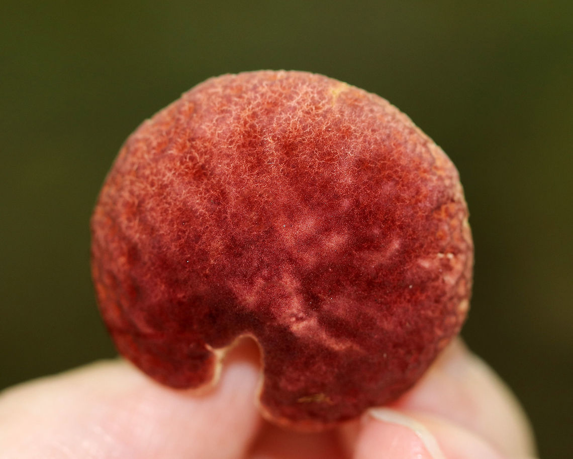 Gyroporus purpurinus These boletes were so tiny and cute! The caps were nearly flat, slightly velvety, and purplish red.The pores were pale yellow and white and did not bruise. The stipes were dry, brittle, and similar in color to the caps.<br />
<br />
Habitat: Growing on a sandy slope in a small patch in a mostly coniferous forest (ash, pine, hemlock, maple).<br />
<figure class="photo"><a href="https://www.jungledragon.com/image/66983/gyroporus_purpurinus.html" title="Gyroporus purpurinus"><img src="https://s3.amazonaws.com/media.jungledragon.com/images/3232/66983_thumb.jpg?AWSAccessKeyId=05GMT0V3GWVNE7GGM1R2&Expires=1759968010&Signature=drrRMZsyZl6rG4eEy5y33tl094Q%3D" width="120" height="152" alt="Gyroporus purpurinus These boletes were so tiny and cute! The caps were nearly flat, slightly velvety, and purplish red.The pores were pale yellow and white and did not bruise. The stipes were dry, brittle, and similar in color to the caps.<br />
<br />
Habitat: Growing on a sandy slope in a small patch in a mostly coniferous forest (ash, pine, hemlock, maple).<br />
https://www.jungledragon.com/image/66984/gyroporus_purpurinus.html<br />
https://www.jungledragon.com/image/66982/gyroporus_purpurinus.html<br />
https://www.jungledragon.com/image/66981/gyroporus_purpurinus.html Fall,Geotagged,Gyroporus purpurinus,United States,fungus,mushroom" /></a></figure><br />
<figure class="photo"><a href="https://www.jungledragon.com/image/66982/gyroporus_purpurinus.html" title="Gyroporus purpurinus"><img src="https://s3.amazonaws.com/media.jungledragon.com/images/3232/66982_thumb.jpg?AWSAccessKeyId=05GMT0V3GWVNE7GGM1R2&Expires=1759968010&Signature=mjjD3Wg3q5utD5frJXUyzT1Ffzs%3D" width="200" height="154" alt="Gyroporus purpurinus These boletes were so tiny and cute! The caps were nearly flat, slightly velvety, and purplish red.The pores were pale yellow and white and did not bruise. The stipes were dry, brittle, and similar in color to the caps.<br />
<br />
Habitat: Growing on a sandy slope in a small patch in a mostly coniferous forest (ash, pine, hemlock, maple).<br />
https://www.jungledragon.com/image/66984/gyroporus_purpurinus.html<br />
https://www.jungledragon.com/image/66981/gyroporus_purpurinus.html<br />
https://www.jungledragon.com/image/66983/gyroporus_purpurinus.html Fall,Geotagged,Gyroporus purpurinus,United States,fungus,mushroom" /></a></figure><br />
<figure class="photo"><a href="https://www.jungledragon.com/image/66981/gyroporus_purpurinus.html" title="Gyroporus purpurinus"><img src="https://s3.amazonaws.com/media.jungledragon.com/images/3232/66981_thumb.jpg?AWSAccessKeyId=05GMT0V3GWVNE7GGM1R2&Expires=1759968010&Signature=v%2BriSQPkQddGutTif%2F%2FSNww0phU%3D" width="200" height="166" alt="Gyroporus purpurinus These boletes were so tiny and cute! The caps were nearly flat, slightly velvety, and purplish red.The pores were pale yellow and white and did not bruise. The stipes were dry, brittle, and similar in color to the caps.<br />
<br />
Habitat: Growing on a sandy slope in a small patch in a mostly coniferous forest (ash, pine, hemlock, maple).<br />
https://www.jungledragon.com/image/66984/gyroporus_purpurinus.html<br />
https://www.jungledragon.com/image/66983/gyroporus_purpurinus.html<br />
https://www.jungledragon.com/image/66982/gyroporus_purpurinus.html Fall,Geotagged,Gyroporus purpurinus,United States" /></a></figure> Fall,Geotagged,Gyroporus purpurinus,United States,fungus,mushroom