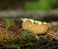 Common Earthball - Scleroderma citrinum Old puffballs that look really awesome. They were cup-shaped and completely cleaned out (from the rain, maybe).  What was left on the inside had the consistency of custard. The outer parts/flaps of most of the puffballs felt like cold scrambled eggs. <br />
<br />
Habitat: I found a bunch of these old puffballs on the side of a mountain in Green Mountain National Forest. The forest was mostly coniferous, but also had a bunch of ash, maple, and some oak.<br />
https://www.jungledragon.com/image/66988/common_earthball_-_scleroderma_citrinum.html<br />
https://www.jungledragon.com/image/66987/common_earthball_-_scleroderma_citrinum.html<br />
https://www.jungledragon.com/image/66986/common_earthball_-_scleroderma_citrinum.html Common Earthball,Fall,Geotagged,Scleroderma citrinum,United States