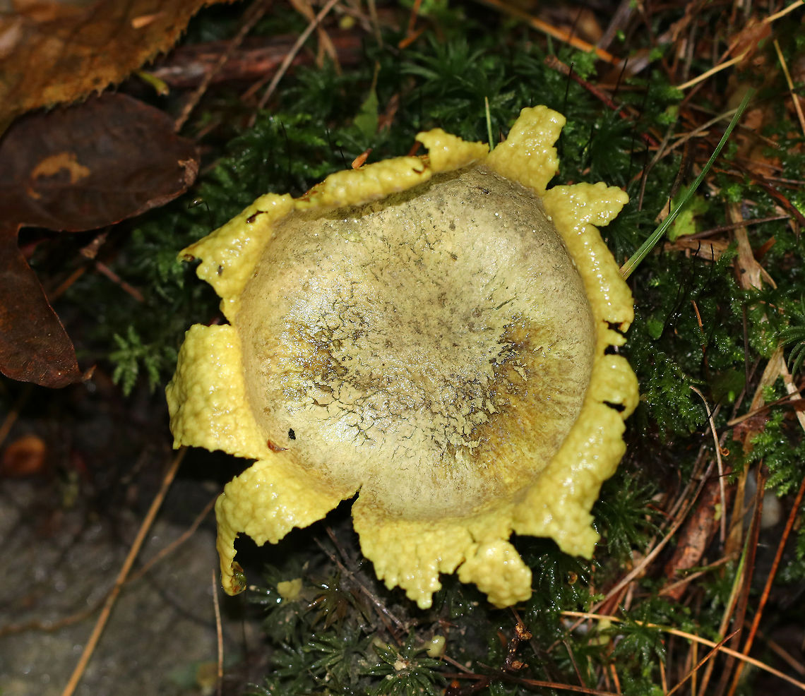 Common Earthball - Scleroderma citrinum Old puffballs that look really awesome! They were cup-shaped and completely cleaned out (from the rain, maybe). What was left on the inside had the consistency of custard. The outer parts/flaps of most of the puffballs felt like cold scrambled eggs. <br />
<br />
Habitat: I found a bunch of these old puffballs on the side of a mountain in Green Mountain National Forest. The forest was mostly coniferous, but also had a bunch of ash, maple, and some oak.<br />
<figure class="photo"><a href="https://www.jungledragon.com/image/66988/common_earthball_-_scleroderma_citrinum.html" title="Common Earthball - Scleroderma citrinum"><img src="https://s3.amazonaws.com/media.jungledragon.com/images/3232/66988_thumb.jpg?AWSAccessKeyId=05GMT0V3GWVNE7GGM1R2&Expires=1759968010&Signature=KFFnALhV0wjr4rLsN8C3JGu45Xs%3D" width="200" height="160" alt="Common Earthball - Scleroderma citrinum Old puffballs that look really awesome! They were cup-shaped and completely cleaned out (from the rain, maybe). What was left on the inside had the consistency of custard. The outer parts/flaps of most of the puffballs felt like cold scrambled eggs. <br />
<br />
Habitat: I found a bunch of these old puffballs on the side of a mountain in Green Mountain National Forest. The forest was mostly coniferous, but also had a bunch of ash, maple, and some oak.<br />
https://www.jungledragon.com/image/66987/common_earthball_-_scleroderma_citrinum.html<br />
https://www.jungledragon.com/image/66986/common_earthball_-_scleroderma_citrinum.html<br />
https://www.jungledragon.com/image/66985/common_earthball_-_scleroderma_citrinum.html Common Earthball,Fall,Geotagged,Scleroderma citrinum,United States,fungus,mushroom,puffball" /></a></figure><br />
<figure class="photo"><a href="https://www.jungledragon.com/image/66985/common_earthball_-_scleroderma_citrinum.html" title="Common Earthball - Scleroderma citrinum"><img src="https://s3.amazonaws.com/media.jungledragon.com/images/3232/66985_thumb.jpg?AWSAccessKeyId=05GMT0V3GWVNE7GGM1R2&Expires=1759968010&Signature=VcuSujI6GsZTvayHSrzuVnfiUoo%3D" width="200" height="170" alt="Common Earthball - Scleroderma citrinum Old puffballs that look really awesome. They were cup-shaped and completely cleaned out (from the rain, maybe).  What was left on the inside had the consistency of custard. The outer parts/flaps of most of the puffballs felt like cold scrambled eggs. <br />
<br />
Habitat: I found a bunch of these old puffballs on the side of a mountain in Green Mountain National Forest. The forest was mostly coniferous, but also had a bunch of ash, maple, and some oak.<br />
https://www.jungledragon.com/image/66988/common_earthball_-_scleroderma_citrinum.html<br />
https://www.jungledragon.com/image/66987/common_earthball_-_scleroderma_citrinum.html<br />
https://www.jungledragon.com/image/66986/common_earthball_-_scleroderma_citrinum.html Common Earthball,Fall,Geotagged,Scleroderma citrinum,United States" /></a></figure><br />
<figure class="photo"><a href="https://www.jungledragon.com/image/66987/common_earthball_-_scleroderma_citrinum.html" title="Common Earthball - Scleroderma citrinum"><img src="https://s3.amazonaws.com/media.jungledragon.com/images/3232/66987_thumb.jpg?AWSAccessKeyId=05GMT0V3GWVNE7GGM1R2&Expires=1759968010&Signature=PZ9M4%2BR9oW7xkP225ALuJ48tLR0%3D" width="200" height="152" alt="Common Earthball - Scleroderma citrinum Old puffballs that look really awesome! They were cup-shaped and completely cleaned out (from the rain, maybe). What was left on the inside had the consistency of custard. The outer parts/flaps of most of the puffballs felt like cold scrambled eggs. <br />
<br />
Habitat: I found a bunch of these old puffballs on the side of a mountain in Green Mountain National Forest. The forest was mostly coniferous, but also had a bunch of ash, maple, and some oak.<br />
https://www.jungledragon.com/image/66988/common_earthball_-_scleroderma_citrinum.html<br />
https://www.jungledragon.com/image/66986/common_earthball_-_scleroderma_citrinum.html<br />
https://www.jungledragon.com/image/66985/common_earthball_-_scleroderma_citrinum.html Common Earthball,Fall,Geotagged,Scleroderma citrinum,United States,fungus,mushroom" /></a></figure> Common Earthball,Fall,Geotagged,Scleroderma citrinum,United States