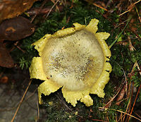 Common Earthball - Scleroderma citrinum Old puffballs that look really awesome! They were cup-shaped and completely cleaned out (from the rain, maybe). What was left on the inside had the consistency of custard. The outer parts/flaps of most of the puffballs felt like cold scrambled eggs. <br />
<br />
Habitat: I found a bunch of these old puffballs on the side of a mountain in Green Mountain National Forest. The forest was mostly coniferous, but also had a bunch of ash, maple, and some oak.<br />
https://www.jungledragon.com/image/66988/common_earthball_-_scleroderma_citrinum.html<br />
https://www.jungledragon.com/image/66985/common_earthball_-_scleroderma_citrinum.html<br />
https://www.jungledragon.com/image/66987/common_earthball_-_scleroderma_citrinum.html Common Earthball,Fall,Geotagged,Scleroderma citrinum,United States