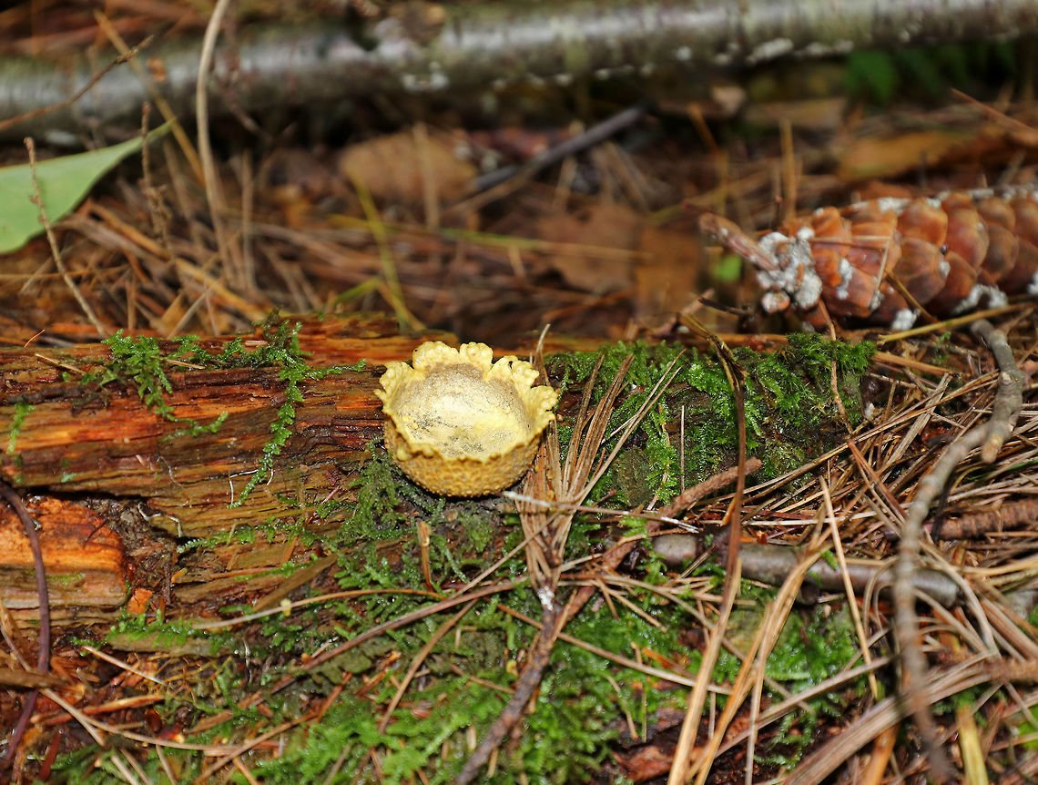Common Earthball - Scleroderma citrinum Old puffballs that look really awesome! They were cup-shaped and completely cleaned out (from the rain, maybe). What was left on the inside had the consistency of custard. The outer parts/flaps of most of the puffballs felt like cold scrambled eggs. <br />
<br />
Habitat: I found a bunch of these old puffballs on the side of a mountain in Green Mountain National Forest. The forest was mostly coniferous, but also had a bunch of ash, maple, and some oak.<br />
<figure class="photo"><a href="https://www.jungledragon.com/image/66988/common_earthball_-_scleroderma_citrinum.html" title="Common Earthball - Scleroderma citrinum"><img src="https://s3.amazonaws.com/media.jungledragon.com/images/3232/66988_thumb.jpg?AWSAccessKeyId=05GMT0V3GWVNE7GGM1R2&Expires=1759968010&Signature=KFFnALhV0wjr4rLsN8C3JGu45Xs%3D" width="200" height="160" alt="Common Earthball - Scleroderma citrinum Old puffballs that look really awesome! They were cup-shaped and completely cleaned out (from the rain, maybe). What was left on the inside had the consistency of custard. The outer parts/flaps of most of the puffballs felt like cold scrambled eggs. <br />
<br />
Habitat: I found a bunch of these old puffballs on the side of a mountain in Green Mountain National Forest. The forest was mostly coniferous, but also had a bunch of ash, maple, and some oak.<br />
https://www.jungledragon.com/image/66987/common_earthball_-_scleroderma_citrinum.html<br />
https://www.jungledragon.com/image/66986/common_earthball_-_scleroderma_citrinum.html<br />
https://www.jungledragon.com/image/66985/common_earthball_-_scleroderma_citrinum.html Common Earthball,Fall,Geotagged,Scleroderma citrinum,United States,fungus,mushroom,puffball" /></a></figure><br />
<figure class="photo"><a href="https://www.jungledragon.com/image/66986/common_earthball_-_scleroderma_citrinum.html" title="Common Earthball - Scleroderma citrinum"><img src="https://s3.amazonaws.com/media.jungledragon.com/images/3232/66986_thumb.jpg?AWSAccessKeyId=05GMT0V3GWVNE7GGM1R2&Expires=1759968010&Signature=%2FrYklRvjGqfchMrayFPQPppWMPc%3D" width="200" height="174" alt="Common Earthball - Scleroderma citrinum Old puffballs that look really awesome! They were cup-shaped and completely cleaned out (from the rain, maybe). What was left on the inside had the consistency of custard. The outer parts/flaps of most of the puffballs felt like cold scrambled eggs. <br />
<br />
Habitat: I found a bunch of these old puffballs on the side of a mountain in Green Mountain National Forest. The forest was mostly coniferous, but also had a bunch of ash, maple, and some oak.<br />
https://www.jungledragon.com/image/66988/common_earthball_-_scleroderma_citrinum.html<br />
https://www.jungledragon.com/image/66985/common_earthball_-_scleroderma_citrinum.html<br />
https://www.jungledragon.com/image/66987/common_earthball_-_scleroderma_citrinum.html Common Earthball,Fall,Geotagged,Scleroderma citrinum,United States" /></a></figure><br />
<figure class="photo"><a href="https://www.jungledragon.com/image/66985/common_earthball_-_scleroderma_citrinum.html" title="Common Earthball - Scleroderma citrinum"><img src="https://s3.amazonaws.com/media.jungledragon.com/images/3232/66985_thumb.jpg?AWSAccessKeyId=05GMT0V3GWVNE7GGM1R2&Expires=1759968010&Signature=VcuSujI6GsZTvayHSrzuVnfiUoo%3D" width="200" height="170" alt="Common Earthball - Scleroderma citrinum Old puffballs that look really awesome. They were cup-shaped and completely cleaned out (from the rain, maybe).  What was left on the inside had the consistency of custard. The outer parts/flaps of most of the puffballs felt like cold scrambled eggs. <br />
<br />
Habitat: I found a bunch of these old puffballs on the side of a mountain in Green Mountain National Forest. The forest was mostly coniferous, but also had a bunch of ash, maple, and some oak.<br />
https://www.jungledragon.com/image/66988/common_earthball_-_scleroderma_citrinum.html<br />
https://www.jungledragon.com/image/66987/common_earthball_-_scleroderma_citrinum.html<br />
https://www.jungledragon.com/image/66986/common_earthball_-_scleroderma_citrinum.html Common Earthball,Fall,Geotagged,Scleroderma citrinum,United States" /></a></figure> Common Earthball,Fall,Geotagged,Scleroderma citrinum,United States,fungus,mushroom