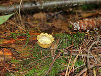 Common Earthball - Scleroderma citrinum Old puffballs that look really awesome! They were cup-shaped and completely cleaned out (from the rain, maybe). What was left on the inside had the consistency of custard. The outer parts/flaps of most of the puffballs felt like cold scrambled eggs. <br />
<br />
Habitat: I found a bunch of these old puffballs on the side of a mountain in Green Mountain National Forest. The forest was mostly coniferous, but also had a bunch of ash, maple, and some oak.<br />
https://www.jungledragon.com/image/66988/common_earthball_-_scleroderma_citrinum.html<br />
https://www.jungledragon.com/image/66986/common_earthball_-_scleroderma_citrinum.html<br />
https://www.jungledragon.com/image/66985/common_earthball_-_scleroderma_citrinum.html Common Earthball,Fall,Geotagged,Scleroderma citrinum,United States,fungus,mushroom