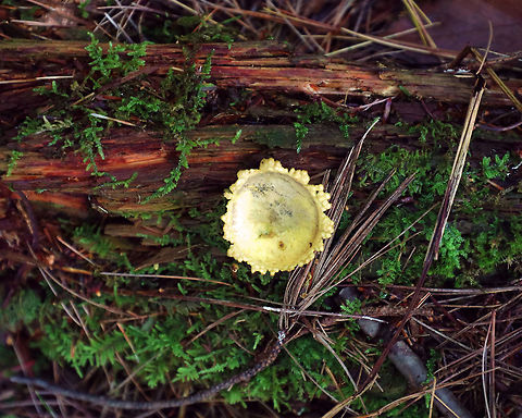 Common Earthball - Scleroderma citrinum Old puffballs that look really awesome! They were cup-shaped and completely cleaned out (from the rain, maybe). What was left on the inside had the consistency of custard. The outer parts/flaps of most of the puffballs felt like cold scrambled eggs. 

Habitat: I found a bunch of these old puffballs on the side of a mountain in Green Mountain National Forest. The forest was mostly coniferous, but also had a bunch of ash, maple, and some oak.
https://www.jungledragon.com/image/66987/common_earthball_-_scleroderma_citrinum.html
https://www.jungledragon.com/image/66986/common_earthball_-_scleroderma_citrinum.html
https://www.jungledragon.com/image/66985/common_earthball_-_scleroderma_citrinum.html Common Earthball,Fall,Geotagged,Scleroderma citrinum,United States,fungus,mushroom,puffball