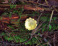 Common Earthball - Scleroderma citrinum Old puffballs that look really awesome! They were cup-shaped and completely cleaned out (from the rain, maybe). What was left on the inside had the consistency of custard. The outer parts/flaps of most of the puffballs felt like cold scrambled eggs. <br />
<br />
Habitat: I found a bunch of these old puffballs on the side of a mountain in Green Mountain National Forest. The forest was mostly coniferous, but also had a bunch of ash, maple, and some oak.<br />
https://www.jungledragon.com/image/66987/common_earthball_-_scleroderma_citrinum.html<br />
https://www.jungledragon.com/image/66986/common_earthball_-_scleroderma_citrinum.html<br />
https://www.jungledragon.com/image/66985/common_earthball_-_scleroderma_citrinum.html Common Earthball,Fall,Geotagged,Scleroderma citrinum,United States,fungus,mushroom,puffball