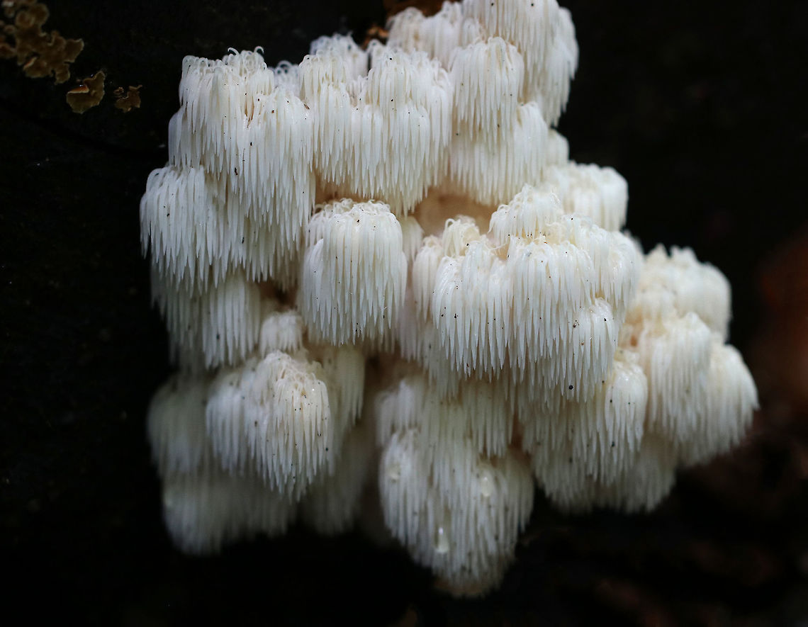 Bear's Head Tooth Fungus - Hericium americanum 10-15 cm wide and consisting of branches that arose from a rooting base. The spines were densely packed and were hanging from the branches in clusters. The spines were about 1 cm long.<br />
<br />
Habitat: Growing on cut wood (hardwood, I think) in a mostly coniferous forest.  I was higher up on the mountain when I spotted these on an edge below, and so I scurried down a cliff to get a closer look...But, didn&#039;t stay there long enough to get many shots!<br />
<figure class="photo"><a href="https://www.jungledragon.com/image/66993/bears_head_tooth_fungus_-_hericium_americanum.html" title="Bear&#039;s Head Tooth Fungus - Hericium americanum"><img src="https://s3.amazonaws.com/media.jungledragon.com/images/3232/66993_thumb.jpg?AWSAccessKeyId=05GMT0V3GWVNE7GGM1R2&Expires=1759968010&Signature=TRnr41%2BAaWohxdLQ9ZBUwYZH9uk%3D" width="200" height="166" alt="Bear&#039;s Head Tooth Fungus - Hericium americanum 10-15 cm wide and consisting of branches that arose from a rooting base. The spines were densely packed and were hanging from the branches in clusters. The spines were about 1 cm long.<br />
<br />
Habitat: Growing on cut wood (hardwood, I think) in a mostly coniferous forest. I was higher up on the mountain when I spotted these on an edge below, and so I scurried down a cliff to get a closer look...But, didn&#039;t stay there long enough to get many shots!<br />
https://www.jungledragon.com/image/66990/bears_head_tooth_fungus_-_hericium_americanum.html<br />
https://www.jungledragon.com/image/66992/bears_head_tooth_fungus_-_hericium_americanum.html Bear&#039;s head tooth fungus,Fall,Geotagged,Hericium americanum,United States,fungus,mushroom" /></a></figure><br />
<figure class="photo"><a href="https://www.jungledragon.com/image/66992/bears_head_tooth_fungus_-_hericium_americanum.html" title="Bear&#039;s Head Tooth Fungus - Hericium americanum"><img src="https://s3.amazonaws.com/media.jungledragon.com/images/3232/66992_thumb.jpg?AWSAccessKeyId=05GMT0V3GWVNE7GGM1R2&Expires=1759968010&Signature=RtRF8Edyfk1XuYj1cX54cD%2FHJhI%3D" width="200" height="156" alt="Bear&#039;s Head Tooth Fungus - Hericium americanum 10-15 cm wide and consisting of branches that arose from a rooting base. The spines were densely packed and were hanging from the branches in clusters. The spines were about 1 cm long.<br />
<br />
<br />
Habitat: Growing on cut wood (hardwood, I think) in a mostly coniferous forest. I was higher up on the mountain when I spotted these on an edge below, and so I scurried down a cliff to get a closer look...But, didn&#039;t stay there long enough to get many shots!<br />
<br />
https://www.jungledragon.com/image/66990/bears_head_tooth_fungus_-_hericium_americanum.html<br />
https://www.jungledragon.com/image/66993/bears_head_tooth_fungus_-_hericium_americanum.html Bear&#039;s head tooth fungus,Fall,Geotagged,Hericium americanum,United States,fungus,mushroom" /></a></figure> Bear's head tooth fungus,Fall,Geotagged,Hericium americanum,United States,fungus,mushroom