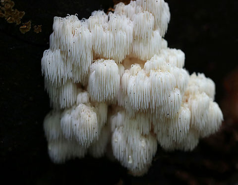 Bear's Head Tooth Fungus - Hericium americanum 10-15 cm wide and consisting of branches that arose from a rooting base. The spines were densely packed and were hanging from the branches in clusters. The spines were about 1 cm long.

Habitat: Growing on cut wood (hardwood, I think) in a mostly coniferous forest.  I was higher up on the mountain when I spotted these on an edge below, and so I scurried down a cliff to get a closer look...But, didn't stay there long enough to get many shots!
https://www.jungledragon.com/image/66993/bears_head_tooth_fungus_-_hericium_americanum.html
https://www.jungledragon.com/image/66992/bears_head_tooth_fungus_-_hericium_americanum.html Bear's head tooth fungus,Fall,Geotagged,Hericium americanum,United States,fungus,mushroom