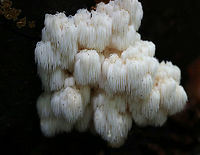 Bear's Head Tooth Fungus - Hericium americanum 10-15 cm wide and consisting of branches that arose from a rooting base. The spines were densely packed and were hanging from the branches in clusters. The spines were about 1 cm long.<br />
<br />
Habitat: Growing on cut wood (hardwood, I think) in a mostly coniferous forest. I was higher up on the mountain when I spotted these on an edge below, and so I scurried down a cliff to get a closer look...But, didn't stay there long enough to get many shots!<br />
https://www.jungledragon.com/image/66993/bears_head_tooth_fungus_-_hericium_americanum.html<br />
https://www.jungledragon.com/image/66992/bears_head_tooth_fungus_-_hericium_americanum.html Bear's head tooth fungus,Fall,Geotagged,Hericium americanum,United States,fungus,mushroom
