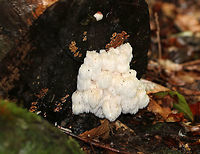 Bear's Head Tooth Fungus - Hericium americanum 10-15 cm wide and consisting of branches that arose from a rooting base. The spines were densely packed and were hanging from the branches in clusters. The spines were about 1 cm long.<br />
<br />
<br />
Habitat: Growing on cut wood (hardwood, I think) in a mostly coniferous forest. I was higher up on the mountain when I spotted these on an edge below, and so I scurried down a cliff to get a closer look...But, didn't stay there long enough to get many shots!<br />
<br />
https://www.jungledragon.com/image/66990/bears_head_tooth_fungus_-_hericium_americanum.html<br />
https://www.jungledragon.com/image/66993/bears_head_tooth_fungus_-_hericium_americanum.html Bear's head tooth fungus,Fall,Geotagged,Hericium americanum,United States,fungus,mushroom