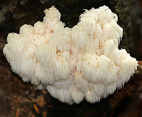 Bear's Head Tooth Fungus - Hericium americanum 10-15 cm wide and consisting of branches that arose from a rooting base. The spines were densely packed and were hanging from the branches in clusters. The spines were about 1 cm long.<br />
<br />
Habitat: Growing on cut wood (hardwood, I think) in a mostly coniferous forest. I was higher up on the mountain when I spotted these on an edge below, and so I scurried down a cliff to get a closer look...But, didn't stay there long enough to get many shots!<br />
https://www.jungledragon.com/image/66990/bears_head_tooth_fungus_-_hericium_americanum.html<br />
https://www.jungledragon.com/image/66992/bears_head_tooth_fungus_-_hericium_americanum.html Bear's head tooth fungus,Fall,Geotagged,Hericium americanum,United States,fungus,mushroom