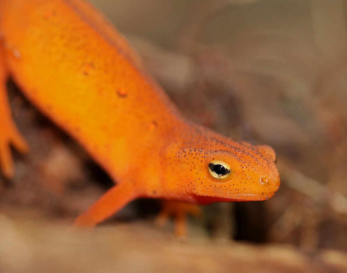 Eastern Newt (Red Eft) - Notophthalmus viridescens Red efts have bright orange aposematic coloring, with darker, reddish spots outlined in black. This stage can last up to 4 years on land, during which time efts may travel far, which ensures outcrossing in the population. Efts eat small insects, snails, and other small arthropods. During winter, they hibernate under logs or rocks.<br />
<br />
Habitat: Spotted near a small stream in a coniferous forest. It was playing the &quot;if I stand really still, you won&#039;t see me&quot; game. <br />
<figure class="photo"><a href="https://www.jungledragon.com/image/67004/eastern_newt_red_eft_-_notophthalmus_viridescens.html" title="Eastern Newt (Red Eft) - Notophthalmus viridescens"><img src="https://s3.amazonaws.com/media.jungledragon.com/images/3232/67004_thumb.jpg?AWSAccessKeyId=05GMT0V3GWVNE7GGM1R2&Expires=1759968010&Signature=YSj3UqWL6HjEOuagDZVT6SimLuk%3D" width="200" height="144" alt="Eastern Newt (Red Eft) - Notophthalmus viridescens Red efts have bright orange aposematic coloring, with darker, reddish spots outlined in black. This stage can last up to 4 years on land, during which time efts may travel far, which ensures outcrossing in the population. Efts eat small insects, snails, and other small arthropods. During winter, they hibernate under logs or rocks.<br />
<br />
Habitat: Spotted near a small stream in a coniferous forest. It was playing the &quot;if I stand really still, you won&#039;t see me&quot; game.<br />
https://www.jungledragon.com/image/67002/eastern_newt_red_eft_-_notophthalmus_viridescens.html Eastern newt,Fall,Geotagged,Notophthalmus viridescens,United States,eft,newt,red eft,salamander" /></a></figure> Eastern newt,Fall,Geotagged,Notophthalmus,Notophthalmus viridescens,United States,eft,newt,red eft,salamander