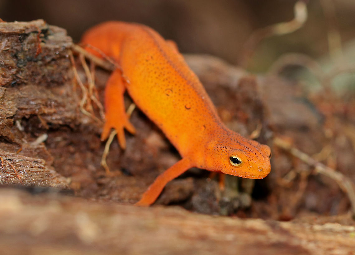 Eastern Newt (Red Eft) - Notophthalmus viridescens Red efts have bright orange aposematic coloring, with darker, reddish spots outlined in black. This stage can last up to 4 years on land, during which time efts may travel far, which ensures outcrossing in the population. Efts eat small insects, snails, and other small arthropods. During winter, they hibernate under logs or rocks.<br />
<br />
Habitat: Spotted near a small stream in a coniferous forest. It was playing the &quot;if I stand really still, you won&#039;t see me&quot; game.<br />
<figure class="photo"><a href="https://www.jungledragon.com/image/67002/eastern_newt_red_eft_-_notophthalmus_viridescens.html" title="Eastern Newt (Red Eft) - Notophthalmus viridescens"><img src="https://s3.amazonaws.com/media.jungledragon.com/images/3232/67002_thumb.jpg?AWSAccessKeyId=05GMT0V3GWVNE7GGM1R2&Expires=1759968010&Signature=GsUOp4NtdED6%2FTUrfnAO7cF78fY%3D" width="200" height="158" alt="Eastern Newt (Red Eft) - Notophthalmus viridescens Red efts have bright orange aposematic coloring, with darker, reddish spots outlined in black. This stage can last up to 4 years on land, during which time efts may travel far, which ensures outcrossing in the population. Efts eat small insects, snails, and other small arthropods. During winter, they hibernate under logs or rocks.<br />
<br />
Habitat: Spotted near a small stream in a coniferous forest. It was playing the &quot;if I stand really still, you won&#039;t see me&quot; game. <br />
https://www.jungledragon.com/image/67004/eastern_newt_red_eft_-_notophthalmus_viridescens.html Eastern newt,Fall,Geotagged,Notophthalmus,Notophthalmus viridescens,United States,eft,newt,red eft,salamander" /></a></figure> Eastern newt,Fall,Geotagged,Notophthalmus viridescens,United States,eft,newt,red eft,salamander