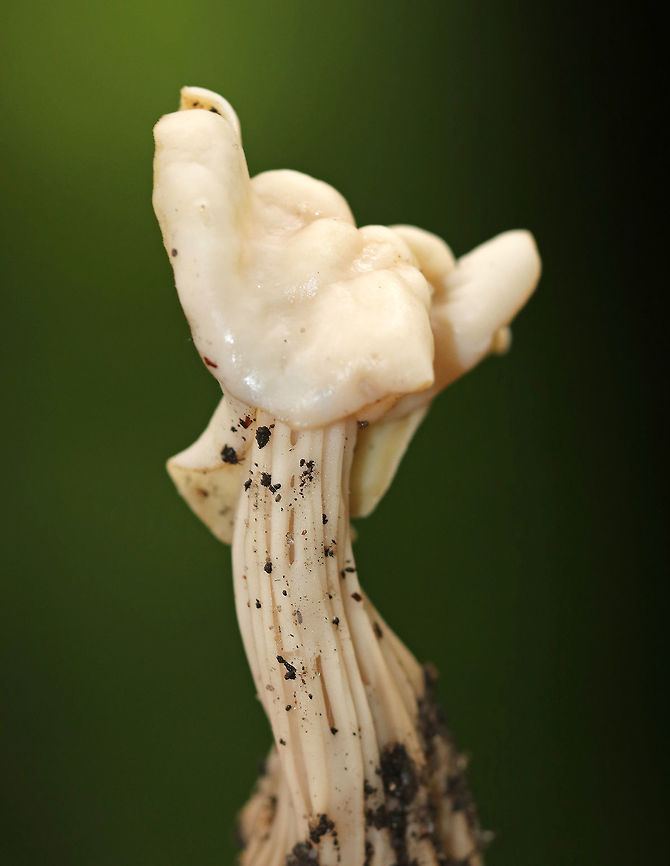 Elfin Saddle - Helvella lactea It was approximately 6 cm tall, creamy white, the cap was attached to the stem, the stem was ridged, and the undersurface of the cap was smooth.<br />
<br />
Habitat: I spotted this mushroom growing alone on a steep incline in a mostly coniferous forest (hemlock, pine, ash, maple). <br />
<figure class="photo"><a href="https://www.jungledragon.com/image/67006/elfin_saddle_-_helvella_lactea.html" title="Elfin Saddle - Helvella lactea"><img src="https://s3.amazonaws.com/media.jungledragon.com/images/3232/67006_thumb.jpg?AWSAccessKeyId=05GMT0V3GWVNE7GGM1R2&Expires=1759968010&Signature=J41w9HQCrD4S6SnObrU7yUWxCCw%3D" width="112" height="152" alt="Elfin Saddle - Helvella lactea It was approximately 6 cm tall, creamy white, the cap was attached to the stem, the stem was ridged, and the undersurface of the cap was smooth.<br />
<br />
Habitat: I spotted this mushroom growing alone on a steep incline in a mostly coniferous forest (hemlock, pine, ash, maple).<br />
https://www.jungledragon.com/image/67005/elfin_saddle_-_helvella_lactea.html Elfin saddle,Fall,Geotagged,Helvella,Helvella lactea,United States,fungus,mushroom" /></a></figure> Fall,Geotagged,Helvella lactea,United States,elfin saddle,fungus,helvella,helvella lactea,mushroom