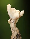 Elfin Saddle - Helvella lactea It was approximately 6 cm tall, creamy white, the cap was attached to the stem, the stem was ridged, and the undersurface of the cap was smooth.<br />
<br />
Habitat: I spotted this mushroom growing alone on a steep incline in a mostly coniferous forest (hemlock, pine, ash, maple). <br />
https://www.jungledragon.com/image/67006/elfin_saddle_-_helvella_lactea.html Fall,Geotagged,Helvella lactea,United States,elfin saddle,fungus,helvella,helvella lactea,mushroom