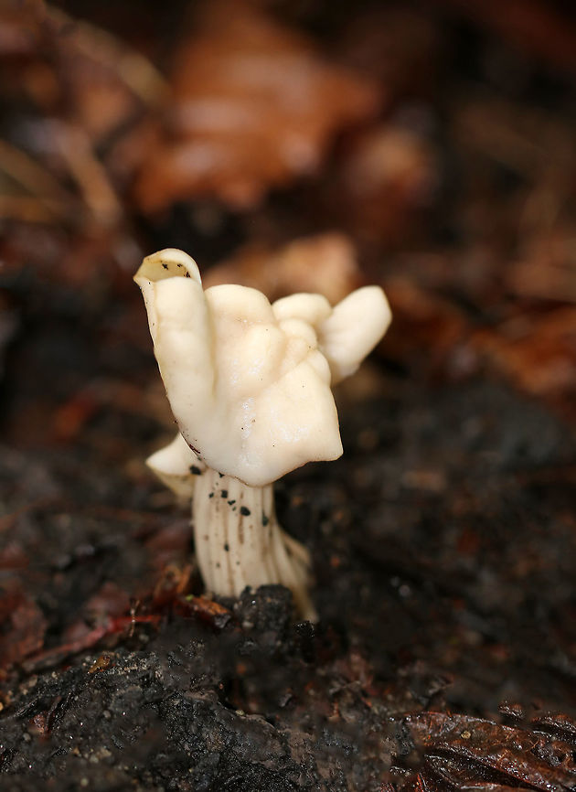 Elfin Saddle - Helvella lactea It was approximately 6 cm tall, creamy white, the cap was attached to the stem, the stem was ridged, and the undersurface of the cap was smooth.<br />
<br />
Habitat: I spotted this mushroom growing alone on a steep incline in a mostly coniferous forest (hemlock, pine, ash, maple).<br />
<figure class="photo"><a href="https://www.jungledragon.com/image/67005/elfin_saddle_-_helvella_lactea.html" title="Elfin Saddle - Helvella lactea"><img src="https://s3.amazonaws.com/media.jungledragon.com/images/3232/67005_thumb.jpg?AWSAccessKeyId=05GMT0V3GWVNE7GGM1R2&Expires=1759968010&Signature=zA9ifWCoEcSLt%2BGATHIH5ChgLLY%3D" width="118" height="152" alt="Elfin Saddle - Helvella lactea It was approximately 6 cm tall, creamy white, the cap was attached to the stem, the stem was ridged, and the undersurface of the cap was smooth.<br />
<br />
Habitat: I spotted this mushroom growing alone on a steep incline in a mostly coniferous forest (hemlock, pine, ash, maple). <br />
https://www.jungledragon.com/image/67006/elfin_saddle_-_helvella_lactea.html Fall,Geotagged,Helvella lactea,United States,elfin saddle,fungus,helvella,helvella lactea,mushroom" /></a></figure> Elfin saddle,Fall,Geotagged,Helvella,Helvella lactea,United States,fungus,mushroom