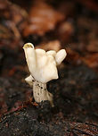 Elfin Saddle - Helvella lactea It was approximately 6 cm tall, creamy white, the cap was attached to the stem, the stem was ridged, and the undersurface of the cap was smooth.<br />
<br />
Habitat: I spotted this mushroom growing alone on a steep incline in a mostly coniferous forest (hemlock, pine, ash, maple).<br />
https://www.jungledragon.com/image/67005/elfin_saddle_-_helvella_lactea.html Elfin saddle,Fall,Geotagged,Helvella,Helvella lactea,United States,fungus,mushroom