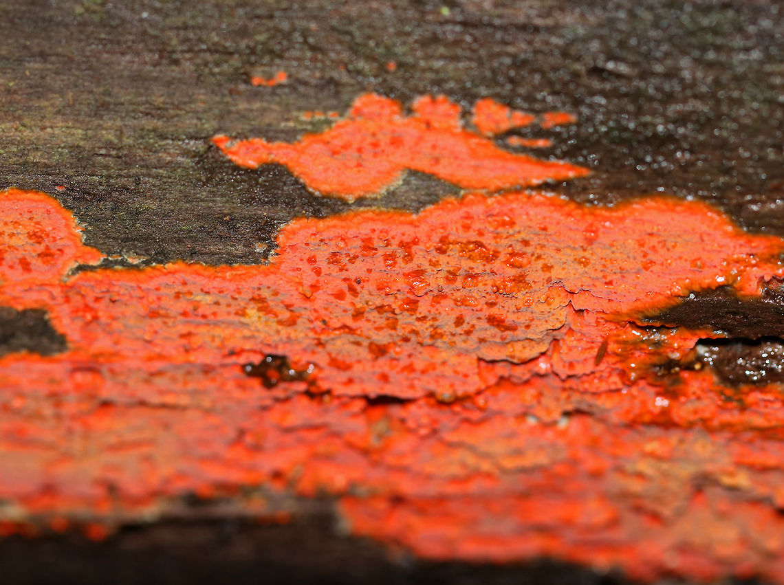 Scarlet Waxcrust - Phlebia coccineofulva Some parts were more orange, while other sections were red. It was very vibrant and was also wet &ndash; I&rsquo;m not sure if it was from rain or guttation. The entire area covered was about 60 cm long.<br />
<br />
Habitat: Rotting wood in a coniferous forest.<br />
<figure class="photo"><a href="https://www.jungledragon.com/image/67026/scarlet_waxcrust_-_phlebia_coccineofulva.html" title="Scarlet Waxcrust - Phlebia coccineofulva"><img src="https://s3.amazonaws.com/media.jungledragon.com/images/3232/67026_thumb.jpg?AWSAccessKeyId=05GMT0V3GWVNE7GGM1R2&Expires=1769040010&Signature=mLCxOA1JwKvVvrWsUw%2B4OWXW8M8%3D" width="200" height="152" alt="Scarlet Waxcrust - Phlebia coccineofulva Crust fungus growing on rotting wood in a mostly coniferous forest. Some parts were more orange, while other sections were red. It was very vibrant and was also wet &ndash; I&rsquo;m not sure if it was from rain or guttation. The entire area covered was about 60 cm long.<br />
<br />
Habitat: Rotting wood in a coniferous forest.<br />
https://www.jungledragon.com/image/67025/unknown_crust_fungus.html Fall,Geotagged,Phlebia coccineofulva,United States,crust fungus,fungus" /></a></figure> Fall,Geotagged,Phlebia coccineofulva,United States,crust fungus,fungi,fungus
