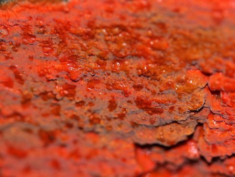 Scarlet Waxcrust