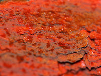 Scarlet Waxcrust - Phlebia coccineofulva Crust fungus growing on rotting wood in a mostly coniferous forest. Some parts were more orange, while other sections were red. It was very vibrant and was also wet &ndash; I&rsquo;m not sure if it was from rain or guttation. The entire area covered was about 60 cm long.<br />
<br />
Habitat: Rotting wood in a coniferous forest.<br />
https://www.jungledragon.com/image/67025/unknown_crust_fungus.html Fall,Geotagged,Phlebia coccineofulva,United States,crust fungus,fungus