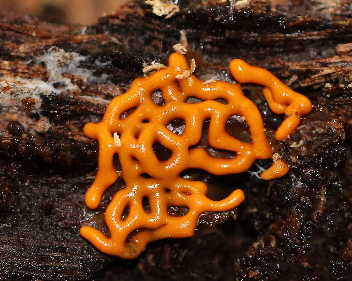 Pretzel Slime Mold - Hemitrichia serpula Orange, pretzel-shaped network of slime mold strands.<br />
<br />
Slime molds do not form penetrating  or absorptive masses of hyphae on the wood substrate. Rather, slime molds form structures called plasmodia, which do not have cell walls.  Plasmodia are masses of protoplasm which can move and engulf particles of food in an amoeboid manner.  They creep over surfaces, engulfing bacteria, fungal spores, protozoa, and particles of nonliving organic matter. Eventually,  the plasmodia turn into spore-bearing structures.<br />
In Hemitrichia, the plasmodium forms a plasmodiocarp fruiting body where the spore-forming structure retains the<br />
shape of the main veins of the plasmodium.<br />
<br />
Habitat: Under the bark of a snag in a deciduous forest.<br />
<figure class="photo"><a href="https://www.jungledragon.com/image/67032/pretzel_slime_mold_-_hemitrichia_serpula.html" title="Pretzel Slime Mold - Hemitrichia serpula"><img src="https://s3.amazonaws.com/media.jungledragon.com/images/3232/67032_thumb.jpg?AWSAccessKeyId=05GMT0V3GWVNE7GGM1R2&Expires=1759968010&Signature=K7%2Ba%2BbzW6F7H%2BuJEXRrSaZPPOTM%3D" width="200" height="156" alt="Pretzel Slime Mold - Hemitrichia serpula Orange, pretzel-shaped network of slime mold strands.<br />
<br />
Slime molds do not form penetrating or absorptive masses of hyphae on the wood substrate. Rather, slime molds form structures called plasmodia, which do not have cell walls. Plasmodia are masses of protoplasm which can move and engulf particles of food in an amoeboid manner. They creep over surfaces, engulfing bacteria, fungal spores, protozoa, and particles of nonliving organic matter. Eventually, the plasmodia turn into spore-bearing structures.<br />
In Hemitrichia, the plasmodium forms a plasmodiocarp fruiting body where the spore-forming structure retains the<br />
shape of the main veins of the plasmodium.<br />
<br />
Habitat: Under the bark of a snag in a deciduous forest.<br />
https://www.jungledragon.com/image/67029/pretzel_slime_mold_-_hemitrichia_serpula.html<br />
https://www.jungledragon.com/image/67031/pretzel_slime_mold_-_hemitrichia_serpula.html Fall,Geotagged,Hemitrichia serpula,Pretzel Slime Mold,United States,slime mold" /></a></figure><br />
<figure class="photo"><a href="https://www.jungledragon.com/image/67031/pretzel_slime_mold_-_hemitrichia_serpula.html" title="Pretzel Slime Mold - Hemitrichia serpula"><img src="https://s3.amazonaws.com/media.jungledragon.com/images/3232/67031_thumb.jpg?AWSAccessKeyId=05GMT0V3GWVNE7GGM1R2&Expires=1759968010&Signature=n5iMNWjh3p8LTIpW0gDll2665%2Fg%3D" width="200" height="162" alt="Pretzel Slime Mold - Hemitrichia serpula Orange, pretzel-shaped network of slime mold strands.<br />
<br />
Slime molds do not form penetrating or absorptive masses of hyphae on the wood substrate. Rather, slime molds form structures called plasmodia, which do not have cell walls. Plasmodia are masses of protoplasm which can move and engulf particles of food in an amoeboid manner. They creep over surfaces, engulfing bacteria, fungal spores, protozoa, and particles of nonliving organic matter. Eventually, the plasmodia turn into spore-bearing structures.<br />
In Hemitrichia, the plasmodium forms a plasmodiocarp fruiting body where the spore-forming structure retains the<br />
shape of the main veins of the plasmodium.<br />
<br />
Habitat: Under the bark of a snag in a deciduous forest.<br />
https://www.jungledragon.com/image/67029/pretzel_slime_mold_-_hemitrichia_serpula.html<br />
https://www.jungledragon.com/image/67032/pretzel_slime_mold_-_hemitrichia_serpula.html Fall,Geotagged,Hemitrichia serpula,Pretzel Slime Mold,United States" /></a></figure> Fall,Geotagged,Hemitrichia,Hemitrichia serpula,Pretzel Slime Mold,United States,slime mold