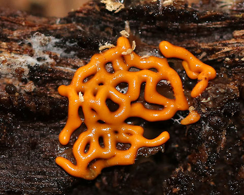 Pretzel Slime Mold - Hemitrichia serpula Orange, pretzel-shaped network of slime mold strands.

Slime molds do not form penetrating  or absorptive masses of hyphae on the wood substrate. Rather, slime molds form structures called plasmodia, which do not have cell walls.  Plasmodia are masses of protoplasm which can move and engulf particles of food in an amoeboid manner.  They creep over surfaces, engulfing bacteria, fungal spores, protozoa, and particles of nonliving organic matter. Eventually,  the plasmodia turn into spore-bearing structures.
In Hemitrichia, the plasmodium forms a plasmodiocarp fruiting body where the spore-forming structure retains the
shape of the main veins of the plasmodium.

Habitat: Under the bark of a snag in a deciduous forest.
https://www.jungledragon.com/image/67032/pretzel_slime_mold_-_hemitrichia_serpula.html
https://www.jungledragon.com/image/67031/pretzel_slime_mold_-_hemitrichia_serpula.html Fall,Geotagged,Hemitrichia,Hemitrichia serpula,Pretzel Slime Mold,United States,slime mold