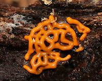 Pretzel Slime Mold - Hemitrichia serpula Orange, pretzel-shaped network of slime mold strands.<br />
<br />
Slime molds do not form penetrating  or absorptive masses of hyphae on the wood substrate. Rather, slime molds form structures called plasmodia, which do not have cell walls.  Plasmodia are masses of protoplasm which can move and engulf particles of food in an amoeboid manner.  They creep over surfaces, engulfing bacteria, fungal spores, protozoa, and particles of nonliving organic matter. Eventually,  the plasmodia turn into spore-bearing structures.<br />
In Hemitrichia, the plasmodium forms a plasmodiocarp fruiting body where the spore-forming structure retains the<br />
shape of the main veins of the plasmodium.<br />
<br />
Habitat: Under the bark of a snag in a deciduous forest.<br />
https://www.jungledragon.com/image/67032/pretzel_slime_mold_-_hemitrichia_serpula.html<br />
https://www.jungledragon.com/image/67031/pretzel_slime_mold_-_hemitrichia_serpula.html Fall,Geotagged,Hemitrichia,Hemitrichia serpula,Pretzel Slime Mold,United States,slime mold