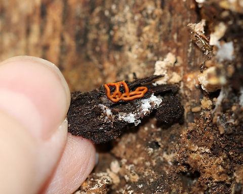Pretzel Slime Mold - Hemitrichia serpula Orange, pretzel-shaped network of slime mold strands.

Slime molds do not form penetrating or absorptive masses of hyphae on the wood substrate. Rather, slime molds form structures called plasmodia, which do not have cell walls. Plasmodia are masses of protoplasm which can move and engulf particles of food in an amoeboid manner. They creep over surfaces, engulfing bacteria, fungal spores, protozoa, and particles of nonliving organic matter. Eventually, the plasmodia turn into spore-bearing structures.
In Hemitrichia, the plasmodium forms a plasmodiocarp fruiting body where the spore-forming structure retains the
shape of the main veins of the plasmodium.

Habitat: Under the bark of a snag in a deciduous forest.
https://www.jungledragon.com/image/67029/pretzel_slime_mold_-_hemitrichia_serpula.html
https://www.jungledragon.com/image/67032/pretzel_slime_mold_-_hemitrichia_serpula.html Fall,Geotagged,Hemitrichia serpula,Pretzel Slime Mold,United States