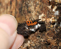 Pretzel Slime Mold - Hemitrichia serpula Orange, pretzel-shaped network of slime mold strands.<br />
<br />
Slime molds do not form penetrating or absorptive masses of hyphae on the wood substrate. Rather, slime molds form structures called plasmodia, which do not have cell walls. Plasmodia are masses of protoplasm which can move and engulf particles of food in an amoeboid manner. They creep over surfaces, engulfing bacteria, fungal spores, protozoa, and particles of nonliving organic matter. Eventually, the plasmodia turn into spore-bearing structures.<br />
In Hemitrichia, the plasmodium forms a plasmodiocarp fruiting body where the spore-forming structure retains the<br />
shape of the main veins of the plasmodium.<br />
<br />
Habitat: Under the bark of a snag in a deciduous forest.<br />
https://www.jungledragon.com/image/67029/pretzel_slime_mold_-_hemitrichia_serpula.html<br />
https://www.jungledragon.com/image/67032/pretzel_slime_mold_-_hemitrichia_serpula.html Fall,Geotagged,Hemitrichia serpula,Pretzel Slime Mold,United States