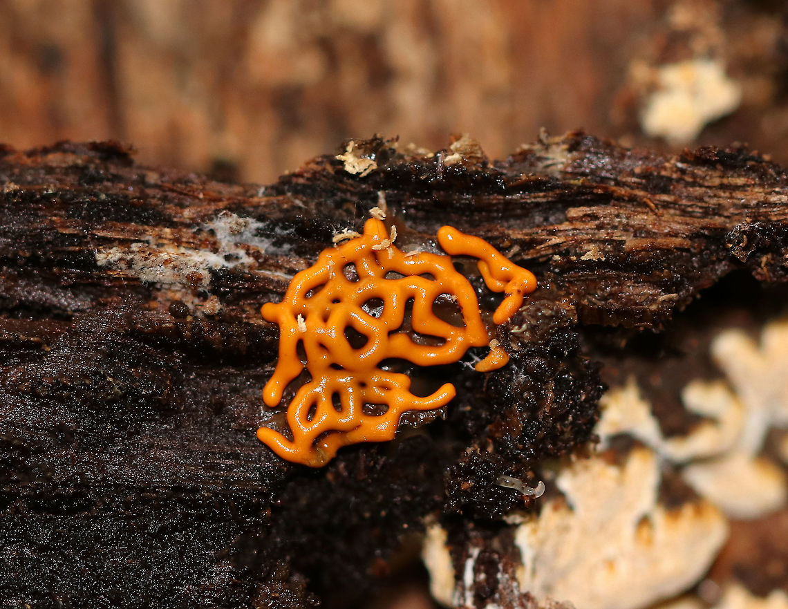 Pretzel Slime Mold - Hemitrichia serpula Orange, pretzel-shaped network of slime mold strands.<br />
<br />
Slime molds do not form penetrating or absorptive masses of hyphae on the wood substrate. Rather, slime molds form structures called plasmodia, which do not have cell walls. Plasmodia are masses of protoplasm which can move and engulf particles of food in an amoeboid manner. They creep over surfaces, engulfing bacteria, fungal spores, protozoa, and particles of nonliving organic matter. Eventually, the plasmodia turn into spore-bearing structures.<br />
In Hemitrichia, the plasmodium forms a plasmodiocarp fruiting body where the spore-forming structure retains the<br />
shape of the main veins of the plasmodium.<br />
<br />
Habitat: Under the bark of a snag in a deciduous forest.<br />
<figure class="photo"><a href="https://www.jungledragon.com/image/67029/pretzel_slime_mold_-_hemitrichia_serpula.html" title="Pretzel Slime Mold - Hemitrichia serpula"><img src="https://s3.amazonaws.com/media.jungledragon.com/images/3232/67029_thumb.jpg?AWSAccessKeyId=05GMT0V3GWVNE7GGM1R2&Expires=1770854410&Signature=PZr5YRrYx7548KnnKMpsGqDWk9I%3D" width="200" height="160" alt="Pretzel Slime Mold - Hemitrichia serpula Orange, pretzel-shaped network of slime mold strands.<br />
<br />
Slime molds do not form penetrating  or absorptive masses of hyphae on the wood substrate. Rather, slime molds form structures called plasmodia, which do not have cell walls.  Plasmodia are masses of protoplasm which can move and engulf particles of food in an amoeboid manner.  They creep over surfaces, engulfing bacteria, fungal spores, protozoa, and particles of nonliving organic matter. Eventually,  the plasmodia turn into spore-bearing structures.<br />
In Hemitrichia, the plasmodium forms a plasmodiocarp fruiting body where the spore-forming structure retains the<br />
shape of the main veins of the plasmodium.<br />
<br />
Habitat: Under the bark of a snag in a deciduous forest.<br />
https://www.jungledragon.com/image/67032/pretzel_slime_mold_-_hemitrichia_serpula.html<br />
https://www.jungledragon.com/image/67031/pretzel_slime_mold_-_hemitrichia_serpula.html Fall,Geotagged,Hemitrichia,Hemitrichia serpula,Pretzel Slime Mold,United States,slime mold" /></a></figure><br />
<figure class="photo"><a href="https://www.jungledragon.com/image/67031/pretzel_slime_mold_-_hemitrichia_serpula.html" title="Pretzel Slime Mold - Hemitrichia serpula"><img src="https://s3.amazonaws.com/media.jungledragon.com/images/3232/67031_thumb.jpg?AWSAccessKeyId=05GMT0V3GWVNE7GGM1R2&Expires=1770854410&Signature=ZOw5wbS8ejvBQv7mph7AqO3fO%2F8%3D" width="200" height="162" alt="Pretzel Slime Mold - Hemitrichia serpula Orange, pretzel-shaped network of slime mold strands.<br />
<br />
Slime molds do not form penetrating or absorptive masses of hyphae on the wood substrate. Rather, slime molds form structures called plasmodia, which do not have cell walls. Plasmodia are masses of protoplasm which can move and engulf particles of food in an amoeboid manner. They creep over surfaces, engulfing bacteria, fungal spores, protozoa, and particles of nonliving organic matter. Eventually, the plasmodia turn into spore-bearing structures.<br />
In Hemitrichia, the plasmodium forms a plasmodiocarp fruiting body where the spore-forming structure retains the<br />
shape of the main veins of the plasmodium.<br />
<br />
Habitat: Under the bark of a snag in a deciduous forest.<br />
https://www.jungledragon.com/image/67029/pretzel_slime_mold_-_hemitrichia_serpula.html<br />
https://www.jungledragon.com/image/67032/pretzel_slime_mold_-_hemitrichia_serpula.html Fall,Geotagged,Hemitrichia serpula,Pretzel Slime Mold,United States" /></a></figure> Fall,Geotagged,Hemitrichia serpula,Pretzel Slime Mold,United States,slime mold