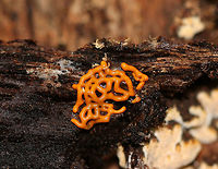 Pretzel Slime Mold - Hemitrichia serpula Orange, pretzel-shaped network of slime mold strands.<br />
<br />
Slime molds do not form penetrating or absorptive masses of hyphae on the wood substrate. Rather, slime molds form structures called plasmodia, which do not have cell walls. Plasmodia are masses of protoplasm which can move and engulf particles of food in an amoeboid manner. They creep over surfaces, engulfing bacteria, fungal spores, protozoa, and particles of nonliving organic matter. Eventually, the plasmodia turn into spore-bearing structures.<br />
In Hemitrichia, the plasmodium forms a plasmodiocarp fruiting body where the spore-forming structure retains the<br />
shape of the main veins of the plasmodium.<br />
<br />
Habitat: Under the bark of a snag in a deciduous forest.<br />
https://www.jungledragon.com/image/67029/pretzel_slime_mold_-_hemitrichia_serpula.html<br />
https://www.jungledragon.com/image/67031/pretzel_slime_mold_-_hemitrichia_serpula.html Fall,Geotagged,Hemitrichia serpula,Pretzel Slime Mold,United States,slime mold