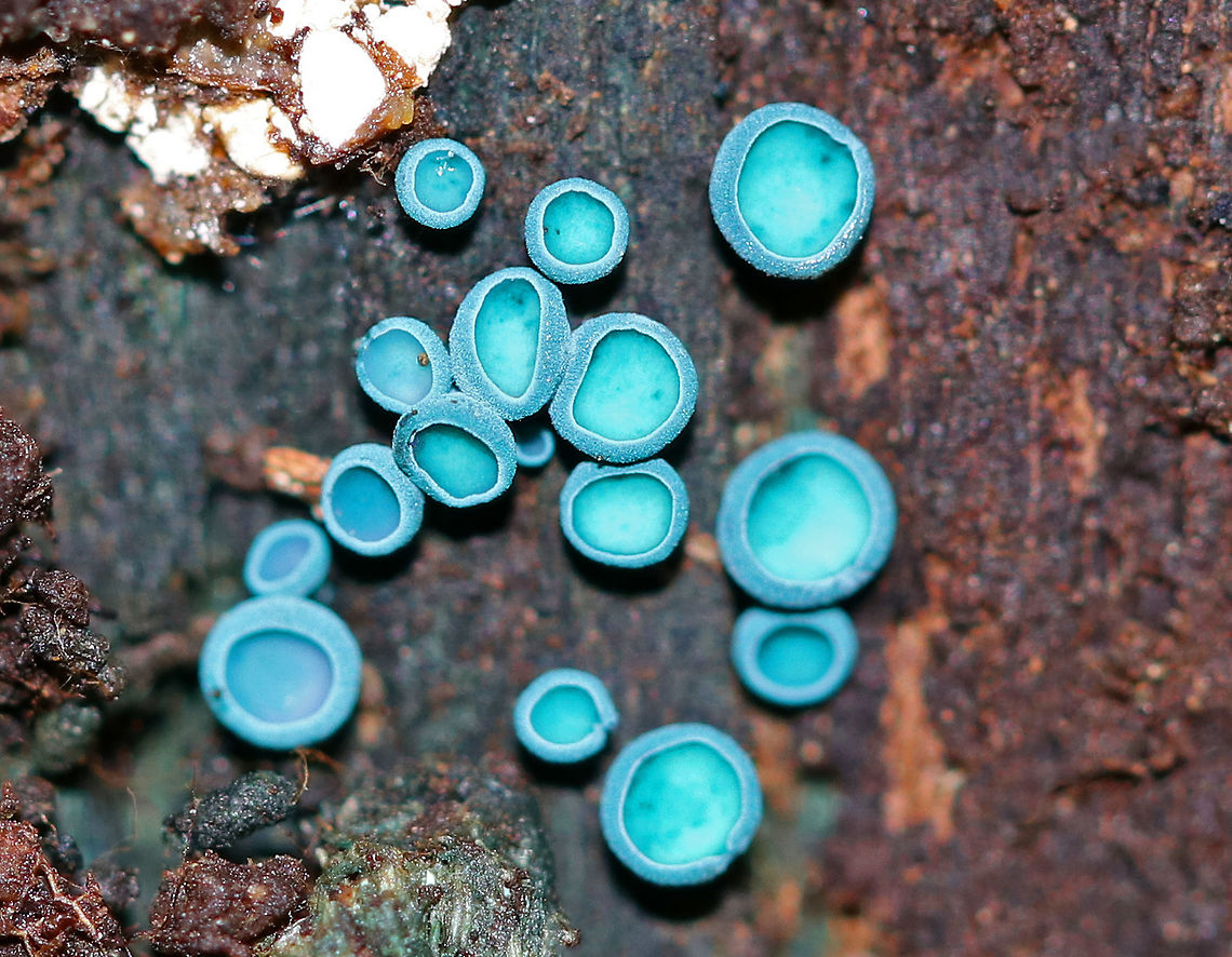 Elfcups - Chlorociboria aeruginosa Blue-green fungi that have a cup-shaped fruiting body with a tiny, central stem. The fruiting body becomes flattened with age. They ranged in size from 1-3 mm wide. Chlorociboria aeruginascens,Chlorociboria aeruginosa,Fall,Geotagged,Green elfcup,Turquoise Elfcup,United States,fungus,mushroom