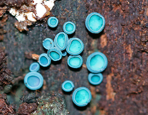 Elfcups - Chlorociboria aeruginosa Blue-green fungi that have a cup-shaped fruiting body with a tiny, central stem. The fruiting body becomes flattened with age. They ranged in size from 1-3 mm wide. Chlorociboria aeruginascens,Chlorociboria aeruginosa,Fall,Geotagged,Green elfcup,Turquoise Elfcup,United States,fungus,mushroom