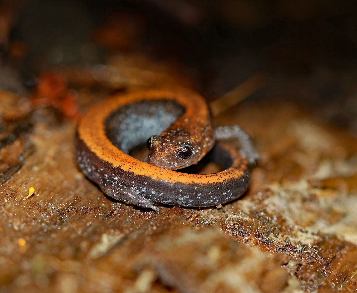 Red-backed Salamander - Plethodon cinereus This salamander had a blackish brown body with an orange stripe down the middle of its back. It was ~4 cm long. <br />
<br />
Red-backed salamanders exhibit color polymorphism with two common color variations - the &#039;red-backed&#039; variety has a red dorsal stripe that tapers towards the tail and the &#039;lead-backed&#039; variety lacks most or all of the red pigmentation. The red-backed phase is not always red, but may actually be various other colors (yellow-backed, orange-backed, or white-backed). <br />
<br />
Habitat: This salamander was all curled up on top of some gray mold that was growing on rotting wood in a mixed forest. Fall,Geotagged,Plethodon cinereus,Red- backed salamander,United States,salamander