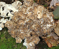 Hen-of-the-woods - Grifola frondosa I found two hens growing at the base of an oak tree. The fruiting bodies were 15 - 30 cm wide and consisted of multiple caps in a rosette that shared a stem-like structure.<br />
<br />
Habitat: Growing at the base of an oak (Quercus sp.) tree in a mostly deciduous forest. I find them growing at the base of this same tree every autumn.<br />
https://www.jungledragon.com/image/67070/hen-of-the-woods_-_grifola_frondosa.html<br />
https://www.jungledragon.com/image/67069/hen-of-the-woods_-_grifola_frondosa.html<br />
https://www.jungledragon.com/image/67068/hen-of-the-woods_-_grifola_frondosa.html Fall,Geotagged,Grifola frondosa,Hen-of-the-woods,United States,fungus,grifola,mushroom