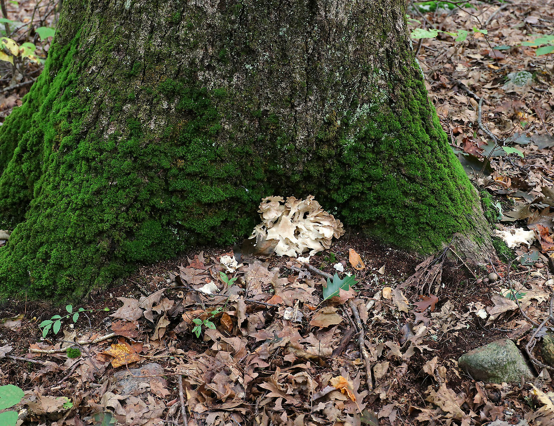 Hen-of-the-woods - Grifola frondosa I found two hens growing at the base of an oak tree. The fruiting bodies were 15 - 30 cm wide and consisted of multiple caps in a rosette that shared a stem-like structure.<br />
<br />
Habitat: Growing at the base of an oak (Quercus sp.) tree in a mostly deciduous forest. I find them growing at the base of this same tree every autumn.<br />
<figure class="photo"><a href="https://www.jungledragon.com/image/67067/hen-of-the-woods_-_grifola_frondosa.html" title="Hen-of-the-woods - Grifola frondosa"><img src="https://s3.amazonaws.com/media.jungledragon.com/images/3232/67067_thumb.jpg?AWSAccessKeyId=05GMT0V3GWVNE7GGM1R2&Expires=1767225610&Signature=NWugjrykqRTfZWG%2FTWkQmav3M2k%3D" width="200" height="170" alt="Hen-of-the-woods - Grifola frondosa I found two hens growing at the base of an oak tree. The fruiting bodies were 15 - 30 cm wide and consisted of multiple caps in a rosette that shared a stem-like structure.<br />
<br />
Habitat: Growing at the base of an oak (Quercus sp.) tree in a mostly deciduous forest. I find them growing at the base of this same tree every autumn.<br />
https://www.jungledragon.com/image/67070/hen-of-the-woods_-_grifola_frondosa.html<br />
https://www.jungledragon.com/image/67069/hen-of-the-woods_-_grifola_frondosa.html<br />
https://www.jungledragon.com/image/67068/hen-of-the-woods_-_grifola_frondosa.html Fall,Geotagged,Grifola frondosa,Hen-of-the-woods,United States,fungus,grifola,mushroom" /></a></figure><br />
<figure class="photo"><a href="https://www.jungledragon.com/image/67070/hen-of-the-woods_-_grifola_frondosa.html" title="Hen-of-the-woods - Grifola frondosa"><img src="https://s3.amazonaws.com/media.jungledragon.com/images/3232/67070_thumb.jpg?AWSAccessKeyId=05GMT0V3GWVNE7GGM1R2&Expires=1767225610&Signature=D4YPmiTuBu5DvRRHi3IYswVRH34%3D" width="200" height="158" alt="Hen-of-the-woods - Grifola frondosa I found two hens growing at the base of an oak tree. The fruiting bodies were 15 - 30 cm wide and consisted of multiple caps in a rosette that shared a stem-like structure.<br />
<br />
Habitat: Growing at the base of an oak (Quercus sp.) tree in a mostly deciduous forest. I find them growing at the base of this same tree every autumn.<br />
https://www.jungledragon.com/image/67067/hen-of-the-woods_-_grifola_frondosa.html<br />
https://www.jungledragon.com/image/67069/hen-of-the-woods_-_grifola_frondosa.html<br />
https://www.jungledragon.com/image/67068/hen-of-the-woods_-_grifola_frondosa.html Fall,Geotagged,Grifola frondosa,Hen-of-the-woods,United States,fungus,mushroom" /></a></figure><br />
<figure class="photo"><a href="https://www.jungledragon.com/image/67069/hen-of-the-woods_-_grifola_frondosa.html" title="Hen-of-the-woods - Grifola frondosa"><img src="https://s3.amazonaws.com/media.jungledragon.com/images/3232/67069_thumb.jpg?AWSAccessKeyId=05GMT0V3GWVNE7GGM1R2&Expires=1767225610&Signature=xhzBEJL%2FtPFUz2KSwKk%2FhZhL77Y%3D" width="200" height="138" alt="Hen-of-the-woods - Grifola frondosa I found two hens growing at the base of an oak tree. The fruiting bodies were 15 - 30 cm wide and consisted of multiple caps in a rosette that shared a stem-like structure.<br />
<br />
Habitat: Growing at the base of an oak (Quercus sp.) tree in a mostly deciduous forest. I find them growing at the base of this same tree every autumn.<br />
https://www.jungledragon.com/image/67067/hen-of-the-woods_-_grifola_frondosa.html<br />
https://www.jungledragon.com/image/67068/hen-of-the-woods_-_grifola_frondosa.html<br />
https://www.jungledragon.com/image/67070/hen-of-the-woods_-_grifola_frondosa.html Fall,Geotagged,Grifola frondosa,Hen-of-the-woods,United States,fungus,mushroom" /></a></figure> Fall,Geotagged,Grifola frondosa,Hen-of-the-woods,United States,fungus,mushroom