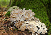 Hen-of-the-woods - Grifola frondosa I found two hens growing at the base of an oak tree. The fruiting bodies were 15 - 30 cm wide and consisted of multiple caps in a rosette that shared a stem-like structure.<br />
<br />
Habitat: Growing at the base of an oak (Quercus sp.) tree in a mostly deciduous forest. I find them growing at the base of this same tree every autumn.<br />
https://www.jungledragon.com/image/67067/hen-of-the-woods_-_grifola_frondosa.html<br />
https://www.jungledragon.com/image/67068/hen-of-the-woods_-_grifola_frondosa.html<br />
https://www.jungledragon.com/image/67070/hen-of-the-woods_-_grifola_frondosa.html Fall,Geotagged,Grifola frondosa,Hen-of-the-woods,United States,fungus,mushroom