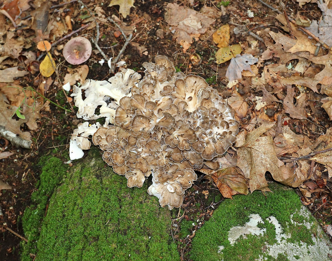 Hen-of-the-woods - Grifola frondosa I found two hens growing at the base of an oak tree. The fruiting bodies were 15 - 30 cm wide and consisted of multiple caps in a rosette that shared a stem-like structure.<br />
<br />
Habitat: Growing at the base of an oak (Quercus sp.) tree in a mostly deciduous forest. I find them growing at the base of this same tree every autumn.<br />
<figure class="photo"><a href="https://www.jungledragon.com/image/67067/hen-of-the-woods_-_grifola_frondosa.html" title="Hen-of-the-woods - Grifola frondosa"><img src="https://s3.amazonaws.com/media.jungledragon.com/images/3232/67067_thumb.jpg?AWSAccessKeyId=05GMT0V3GWVNE7GGM1R2&Expires=1759968010&Signature=FGtm3RefIyAppPepI5fQ1ShM%2FJw%3D" width="200" height="170" alt="Hen-of-the-woods - Grifola frondosa I found two hens growing at the base of an oak tree. The fruiting bodies were 15 - 30 cm wide and consisted of multiple caps in a rosette that shared a stem-like structure.<br />
<br />
Habitat: Growing at the base of an oak (Quercus sp.) tree in a mostly deciduous forest. I find them growing at the base of this same tree every autumn.<br />
https://www.jungledragon.com/image/67070/hen-of-the-woods_-_grifola_frondosa.html<br />
https://www.jungledragon.com/image/67069/hen-of-the-woods_-_grifola_frondosa.html<br />
https://www.jungledragon.com/image/67068/hen-of-the-woods_-_grifola_frondosa.html Fall,Geotagged,Grifola frondosa,Hen-of-the-woods,United States,fungus,grifola,mushroom" /></a></figure><br />
<figure class="photo"><a href="https://www.jungledragon.com/image/67069/hen-of-the-woods_-_grifola_frondosa.html" title="Hen-of-the-woods - Grifola frondosa"><img src="https://s3.amazonaws.com/media.jungledragon.com/images/3232/67069_thumb.jpg?AWSAccessKeyId=05GMT0V3GWVNE7GGM1R2&Expires=1759968010&Signature=nhtkO3lCfFMKiZ9lvVoHwVXKwvU%3D" width="200" height="138" alt="Hen-of-the-woods - Grifola frondosa I found two hens growing at the base of an oak tree. The fruiting bodies were 15 - 30 cm wide and consisted of multiple caps in a rosette that shared a stem-like structure.<br />
<br />
Habitat: Growing at the base of an oak (Quercus sp.) tree in a mostly deciduous forest. I find them growing at the base of this same tree every autumn.<br />
https://www.jungledragon.com/image/67067/hen-of-the-woods_-_grifola_frondosa.html<br />
https://www.jungledragon.com/image/67068/hen-of-the-woods_-_grifola_frondosa.html<br />
https://www.jungledragon.com/image/67070/hen-of-the-woods_-_grifola_frondosa.html Fall,Geotagged,Grifola frondosa,Hen-of-the-woods,United States,fungus,mushroom" /></a></figure><br />
<figure class="photo"><a href="https://www.jungledragon.com/image/67068/hen-of-the-woods_-_grifola_frondosa.html" title="Hen-of-the-woods - Grifola frondosa"><img src="https://s3.amazonaws.com/media.jungledragon.com/images/3232/67068_thumb.jpg?AWSAccessKeyId=05GMT0V3GWVNE7GGM1R2&Expires=1759968010&Signature=2w1CgHkmD9o%2BhIXnERqY%2Bc3aWk8%3D" width="200" height="156" alt="Hen-of-the-woods - Grifola frondosa I found two hens growing at the base of an oak tree. The fruiting bodies were 15 - 30 cm wide and consisted of multiple caps in a rosette that shared a stem-like structure.<br />
<br />
Habitat: Growing at the base of an oak (Quercus sp.) tree in a mostly deciduous forest. I find them growing at the base of this same tree every autumn.<br />
https://www.jungledragon.com/image/67067/hen-of-the-woods_-_grifola_frondosa.html<br />
https://www.jungledragon.com/image/67070/hen-of-the-woods_-_grifola_frondosa.html<br />
https://www.jungledragon.com/image/67069/hen-of-the-woods_-_grifola_frondosa.html Fall,Geotagged,Grifola frondosa,Hen-of-the-woods,United States,fungus,mushroom" /></a></figure> Fall,Geotagged,Grifola frondosa,Hen-of-the-woods,United States,fungus,mushroom
