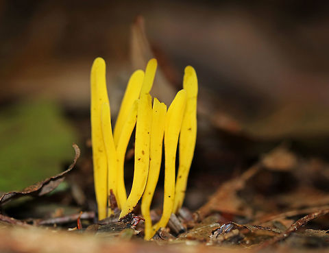 Golden Spindles -  Clavulinopsis fusiformis Bright yellow, cylindrical, unbranched fruiting bodies.

Habitat: Growing in a small cluster on the ground in a mixed forest.

 Clavulinopsis,Clavulinopsis fusiformis,Fall,Geotagged,United States,fungus,golden spindles,mushroom,yellow